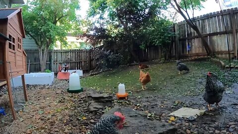 My Backyard Chickens - Episode 92