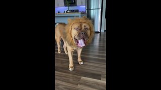 MASSIVE Pit Bull or “Baby Lion”??? 🦁