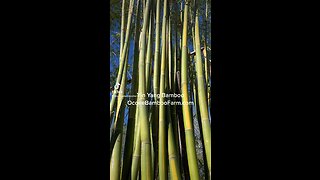 Yin Yang Bamboo 407-777-4807 Ocoee Bamboo Farm