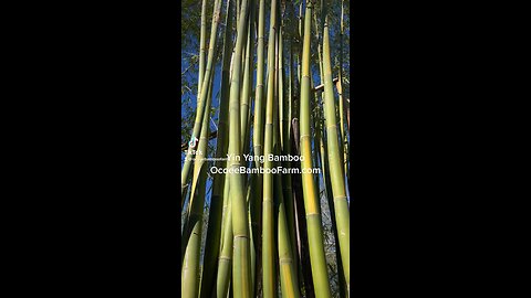 Yin Yang Bamboo 407-777-4807 Ocoee Bamboo Farm