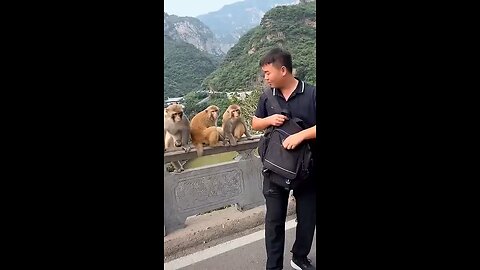 monkey Masti and funny video