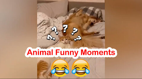 New Funny Cats and Dogs Videos