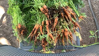 Carrot Harvest! 🥕 😊