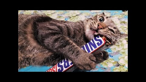 Funny animals - Funny cats / dogs - Funny animal videos 227