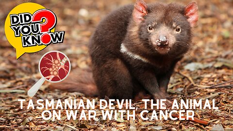 Interesting facts about Tasmanian devil