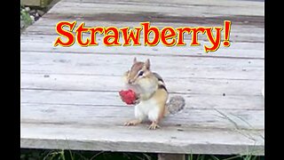 SO CUTE! Chipmunk Eating Strawberry