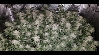 The Leroy BX75 by The BigKush "Just the Tip!" Episode 9 Day 49 Flushed and Frosty! 🚽🧼💪❄🔥🔨🔨🔨