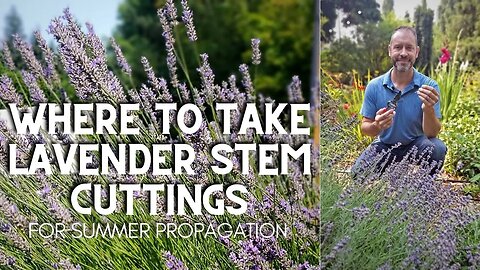 🌿 Where to Take English Lavender Stem Cuttings #shorts 🌿