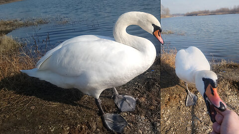 Feeding the swans with bread (Hranjenje labuda iz ruke)