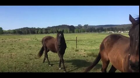 Cleo returning to the paddock after being injured