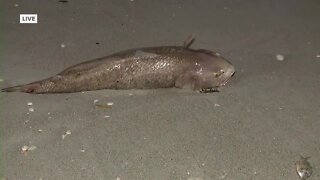 Tracking Red Tide