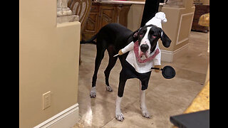 Great Dane Chef Enjoys A Fun Dog Cookie Decorating Tour