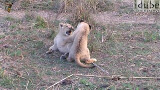 Lion Cubs Play & Fight - CUTE!