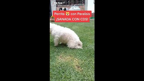 PERRO CURADO DE PARALISIS EN SUS DOS PATITAS GRACIAS AL DIOXIDO DE CLORO