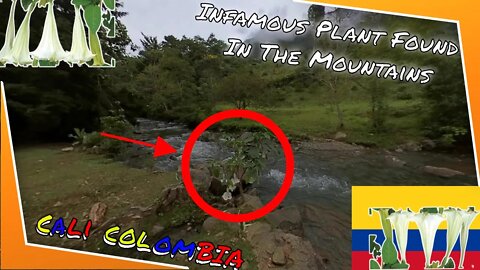 So This is The Source of Scopolamine... | Farallones de Cali