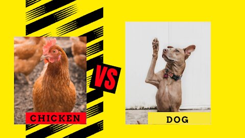 CHICKEN VS DOG-FUNNY ANIMAL FIGHTS COMPILATION 2021