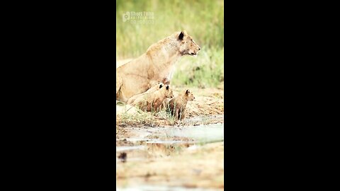 Lioness and her four cubs down the river (Funny and Cute Animal Cubs)