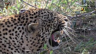 Leopard Hisses At Hyena