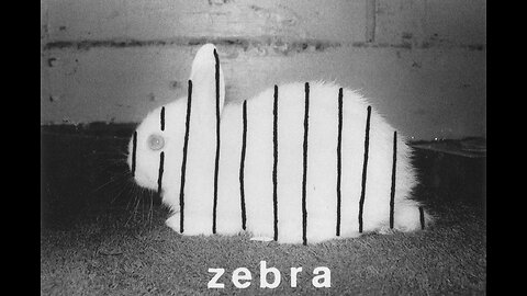 Know Your Critters, The Fluffy Zebra