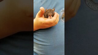 The cutest rat ever. midnight, having a little snack.