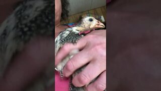 Caught injured baby guinea fowl to go back to hospital box indoors