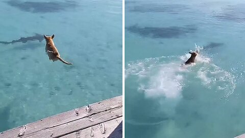 Crazy dog tries to ride shark in French Polynesia