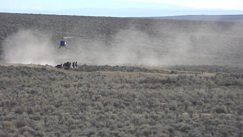 BLM rounds up wild horses because of drought and overpopulation in Oregon