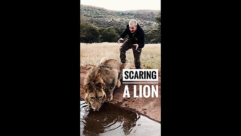 Scaring a Lion 🦁