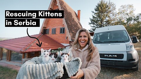 This Changed Our Life - Rescuing 3 Kittens in Serbia