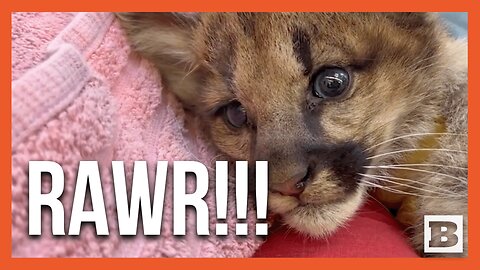 Oakland Zoo Rescues Adorable Pair of Orphaned Mountain Lion Cubs