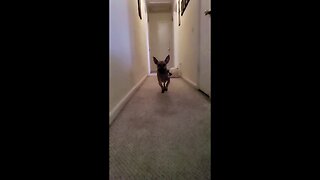 My Dog Fetching In Slow Motion!