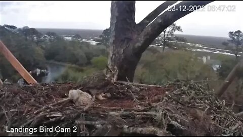 Mom and Her Owlet Share a Frog Breakfast 🦉 3/12/22 06:47