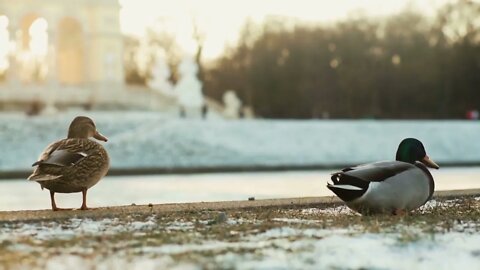 Duck on the ice freezing pond in winter due to snow584