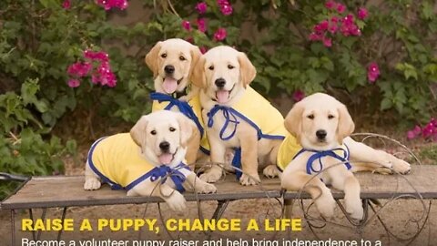 PUPPY RAISER MIKE HARTSKY SPEAKS ABOUT CANINE COMPANIONS FOR INDEPENDENCE DOGS AND RAISING THEM