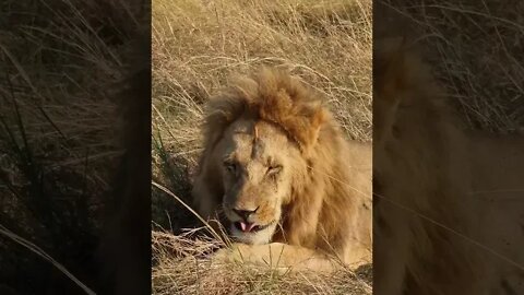 Maasai Mara Sightings Today 05/09/21 (Lions, Cheetah, Hyena, etc) | Zebra Plains | #shorts