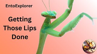 Introduction to Insect Morphology - Part 11 - Modified Mouth Parts