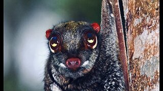 5 Fun Facts About The Malayan Colugo