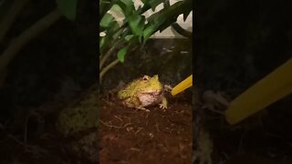 Mango the Pac-Man Frog Eating a Cricket