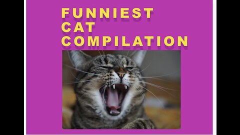 “Funniest cat compilation which will make you laugh in under 50 seconds”