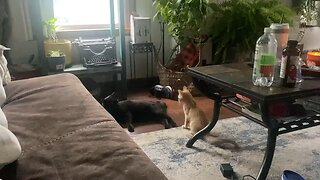 Kitty fight