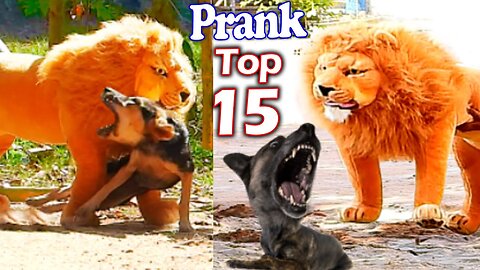 Troll Prank Dog Funny _ fake Lion and Fake Tiger Prank To dog _ Huge Box Prank to dog