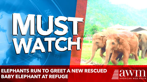 Elephants Run To Greet A New Rescued Elephant At Refuge