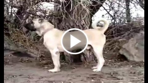 anatolian shepherd dog