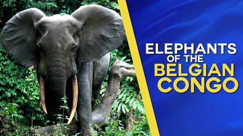 The Api Elephant Domestication Center of the Belgian Congo