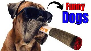 Dogs 🐶 Cute and Funny Animals Videos Compilation #viraldogs #dogslife #animals #funny #20