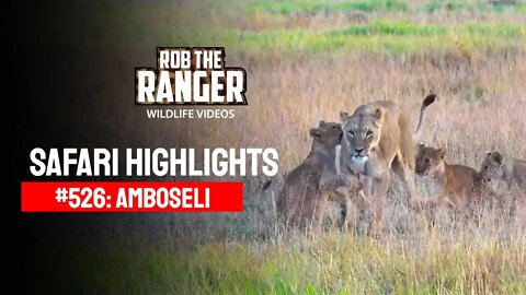 Safari Highlights #526: 15 & 16 June 2019 | Amboseli/Zebra Plains | Latest Wildlife Sightings