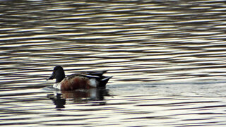 Northern Shoveler