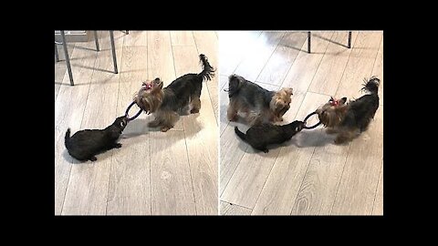 Pup & ferret best friends play tug-of-war