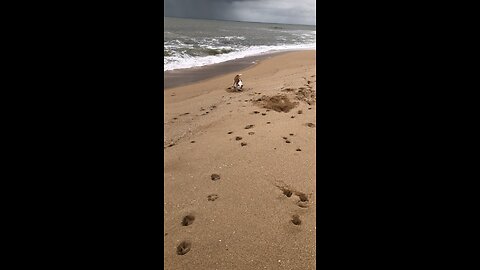 One happy dog 🙌💚🐶💚🙌