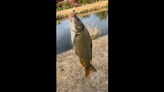 The common carp I caught